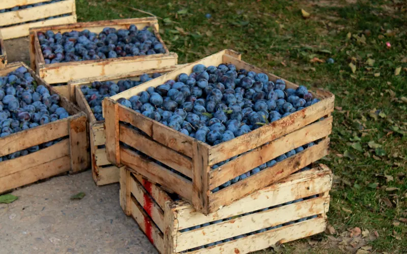 Table grapes being harvested into crates in a vineyard