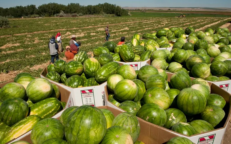 Watermelons and melons harvested in a field