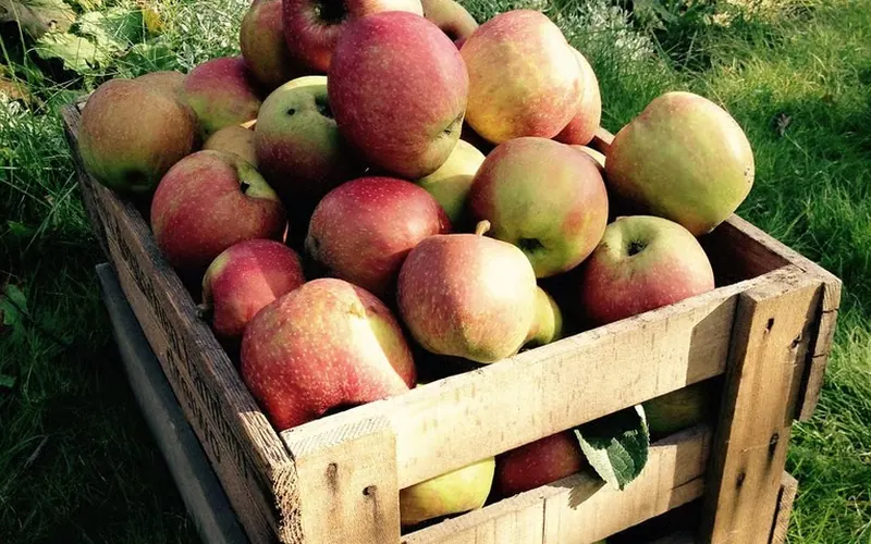 Apples and pears in harvest bins in an orchard