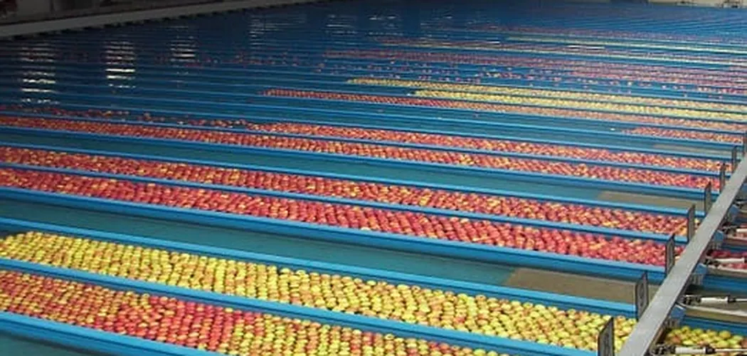 Fruit being graded and quality-checked before packing