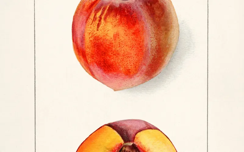 Fresh peaches and nectarines in harvest crates