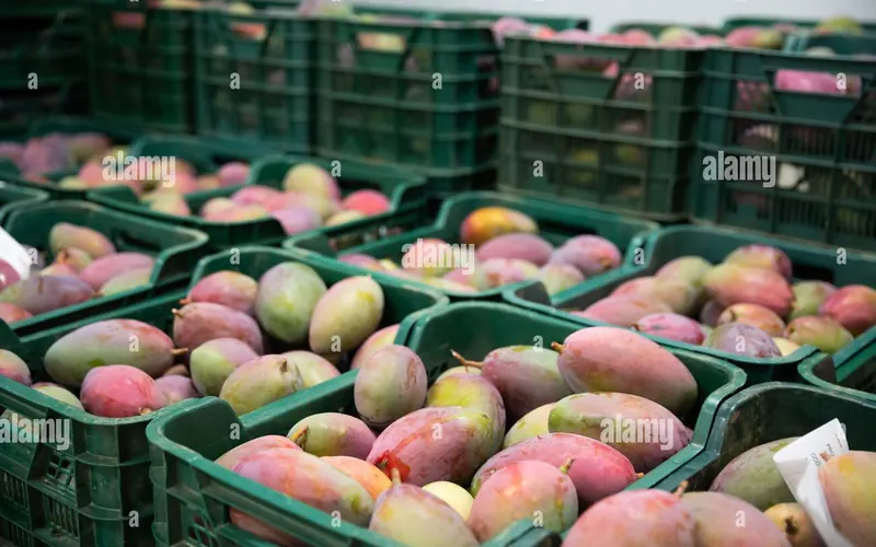 Mangoes packed in crates for shipment