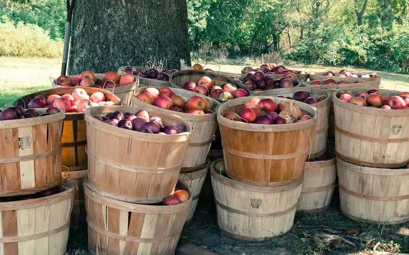 Orchard rows with harvest bins ready for picking