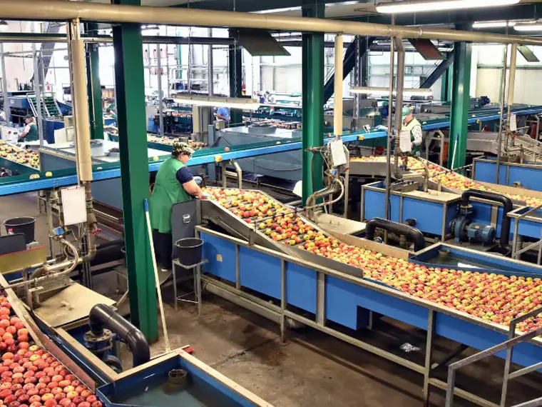 Fruit being packed and graded at a packing house